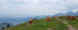 gipfel-aussicht-kuehe-gipfelkreuz-chiemsee-kampenwand-20160903_132529_ms